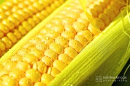 Corn 01