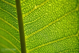 Frangipani Leaf 01
