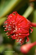 Red Flowering Gum 01