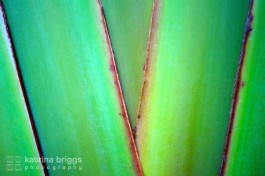 Travellers Palm 01