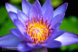 Waterlily 01