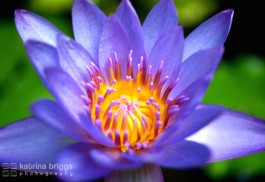 Waterlily 01