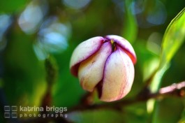 Portwine Magnolia