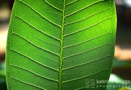 Frangipani Leaf 02