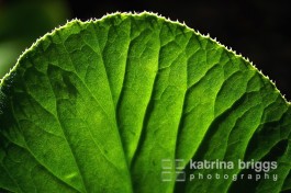 Bergenia Leaf
