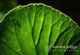 Bergenia Leaf
