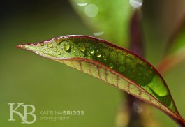 Frangipani Leaf 04