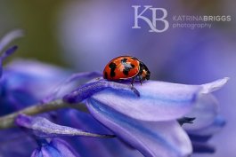 Bluebell & Ladybug