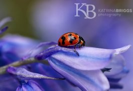 Bluebell & Ladybug