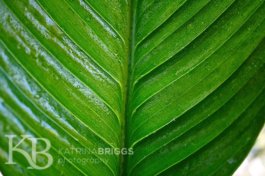 Spathium leaf