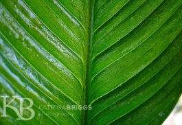 Spathium leaf