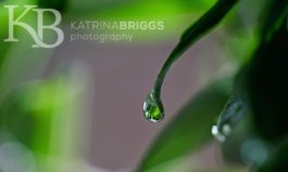 Leaf Drop 01