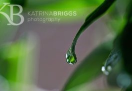 Leaf Drop 01