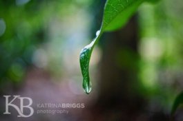 Leaf Drop 02