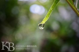 Leaf Drop 03