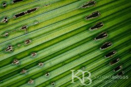 Palm Leaf 02