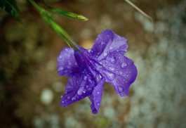 Purple Tropical Flower 01