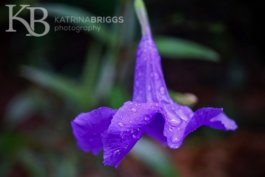 Purple Tropical Flower 02
