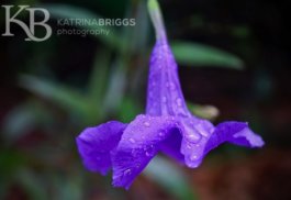 Purple Tropical Flower 02