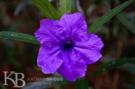 Purple Tropical Flower 03