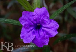 Purple Tropical Flower 03