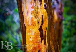 Eucalyptus Bark 03