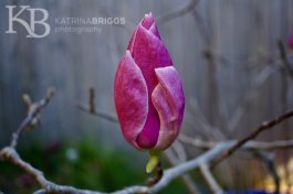 Magnolia Bud 01
