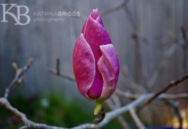 Magnolia Bud 01