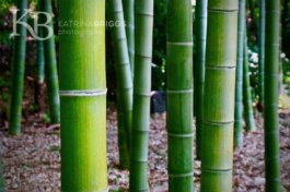 Bamboo 02