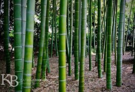 Bamboo 03